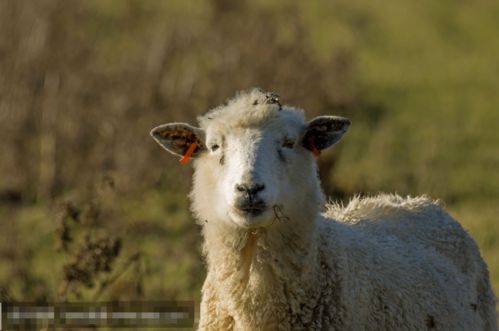 羔羊去勢注意事項
