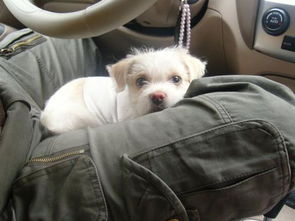 狗狗,注意事項,呼吸道感染