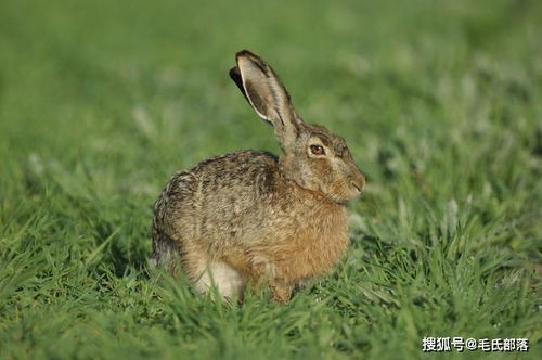 家兔,腹腔,注射,注意事項