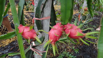 火龍果開(kāi)花注意事項(xiàng)