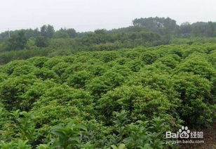 苗木考察注意事項(xiàng),苗木種植注意事項(xiàng),苗木選擇注意事項(xiàng)