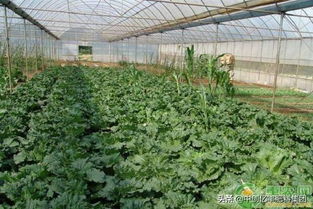 生鮮蔬菜分揀注意事項(xiàng),蔬菜配送注意事項(xiàng),蔬菜移栽方法和注意事項(xiàng)