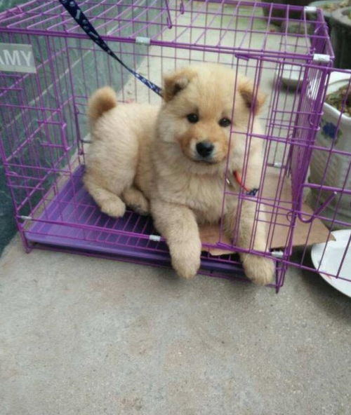 網(wǎng)上買狗空運注意事項