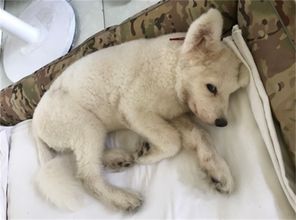 狗狗,注意事項,寵物店,洗澡