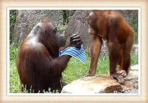 動(dòng)物園,注意事項(xiàng),約會(huì)