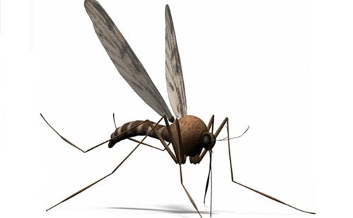 關(guān)于酒店殺蟲注意事項(xiàng)