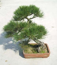 五針松的養(yǎng)殖方法和注意事項