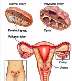 孕期注意事項(xiàng)及飲食禁忌,孕期睡姿的注意事項(xiàng),孕期養(yǎng)貓注意事項(xiàng)