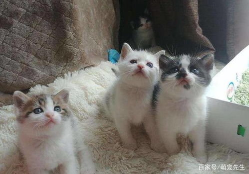注意事項(xiàng),孩子,貓生完