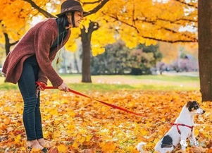 秋天注意事項(xiàng)的溫馨提示,秋天跑步注意事項(xiàng),秋天吃螃蟹的注意事項(xiàng)