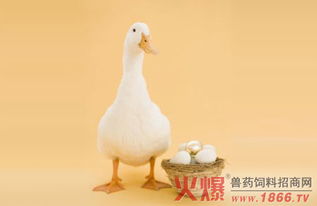 圈養(yǎng)山羊注意事項(xiàng),圈養(yǎng)母羊羊的注意事項(xiàng),圈養(yǎng)鴕鳥需要注意事項(xiàng)