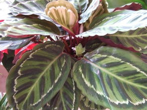 美麗竹芋的養(yǎng)殖方法和注意事項