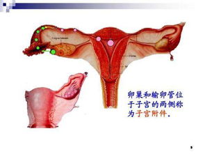 子宮左側(cè)囊性腫塊,子宮后方囊性腫塊,子宮囊性腫塊嚴重嗎