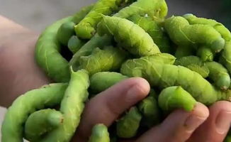 豆青,養(yǎng)殖,注意事項