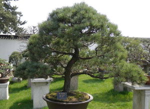 福娘五針松的養(yǎng)殖方法和注意事項,五針松夏季的養(yǎng)殖方法和注意事項,TP的養(yǎng)殖方法和注意事項