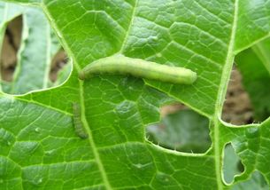 聯(lián)苯噻蟲胺使用說明書,聯(lián)苯噻蟲胺防治對(duì)象,聯(lián)苯噻蟲胺顆粒劑