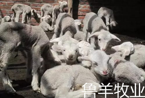 新生小貓注意事項(xiàng),新生入園注意事項(xiàng),一年級新生注意事項(xiàng)