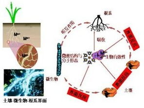 微生物,注意事項(xiàng),分離,有哪些