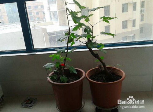 小富貴盆栽養(yǎng)殖方法和注意事項(xiàng)