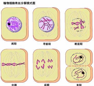 注意事項,細(xì)胞,實驗,有絲分裂