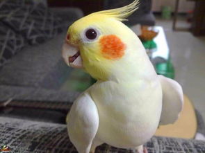 養(yǎng)玄鳳鸚鵡的注意事項,玄鳳鸚鵡繁殖注意事項,玄鳳鸚鵡孵化注意事項
