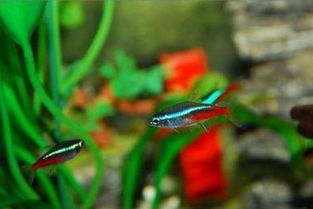 閑魚買東西注意事項(xiàng),閑魚面交注意事項(xiàng),閑魚購物注意事項(xiàng)