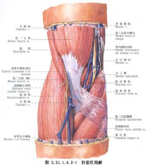 肌腱斷裂飲食注意事項(xiàng),肌腱斷裂術(shù)后注意事項(xiàng),肌腱斷裂術(shù)后飲食注意事項(xiàng)