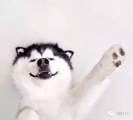 蘭花夏天在室外養(yǎng)注意事項(xiàng),室外庭院養(yǎng)狗注意事項(xiàng),夏天室外工作注意事項(xiàng)