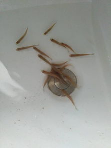 金魚卵怎么孵化注意事項(xiàng),金魚孵化后的注意事項(xiàng),白玉蝸牛卵孵化注意事項(xiàng)