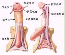 疣做了激光后注意事項(xiàng),肛門(mén)疣激光后注意事項(xiàng),激光去疣后注意事項(xiàng)