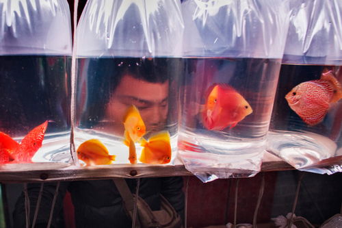 小魚缸養(yǎng)魚注意事項