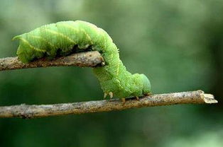 豆青蟲養(yǎng)殖注意事項