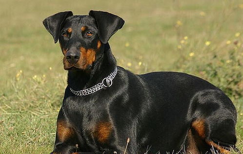 杜賓生產(chǎn)注意事項