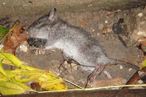 殺蟲單注意事項(xiàng),魚塘殺蟲注意事項(xiàng),硫磺粉殺蟲注意事項(xiàng)