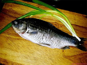 鯽魚解剖實驗注意事項,鯽魚解剖時注意事項,鯽魚外形觀察和內(nèi)部解剖實驗報告