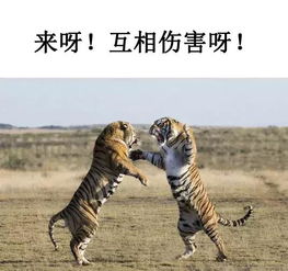養(yǎng)非洲雕注意事項