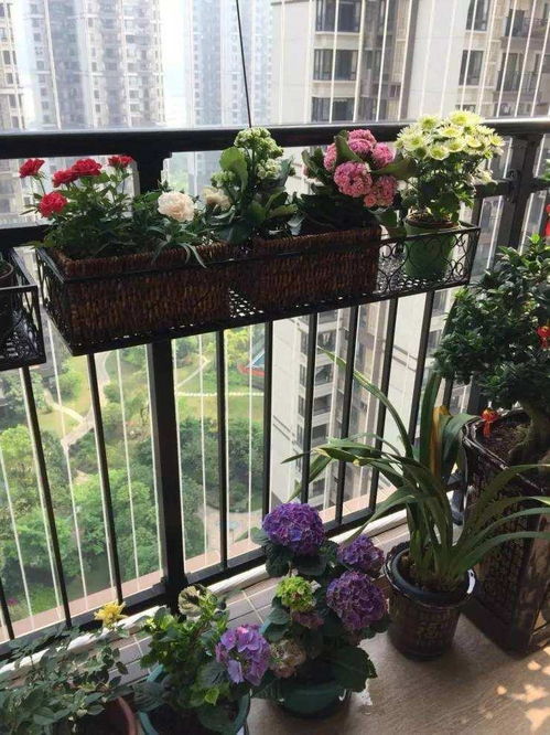 陽臺,注意事項,養(yǎng)花