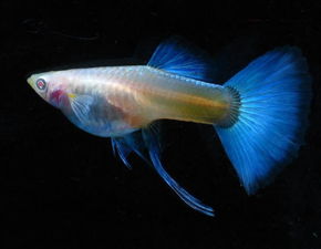 孔雀魚繁殖注意事項(xiàng),新手養(yǎng)孔雀魚注意事項(xiàng),孔雀魚飼養(yǎng)注意事項(xiàng)