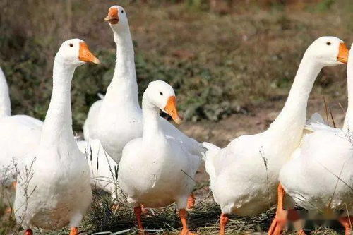 小鵝養(yǎng)殖注意事項