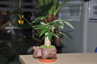 給發(fā)財(cái)樹(shù)換盆注意事項(xiàng)