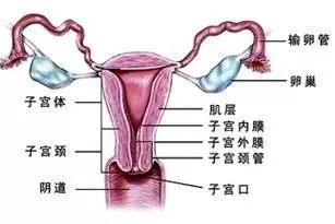 輸卵管造影注意事項(xiàng)