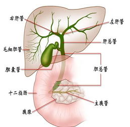 膽道,術(shù)后,結(jié)石,注意事項(xiàng)