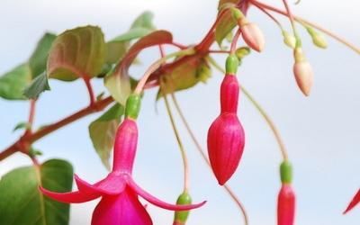 吊鐘海棠養(yǎng)殖方法和注意事項(xiàng)