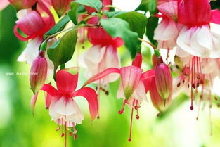 吊鐘海棠的養(yǎng)殖方法和注意事項(xiàng),吊鐘海棠花的養(yǎng)殖方法和注意事項(xiàng)盆栽,玫瑰海棠的養(yǎng)殖方法和注意事項(xiàng)