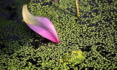 花瓣，在春風(fēng)中飄落（十五）