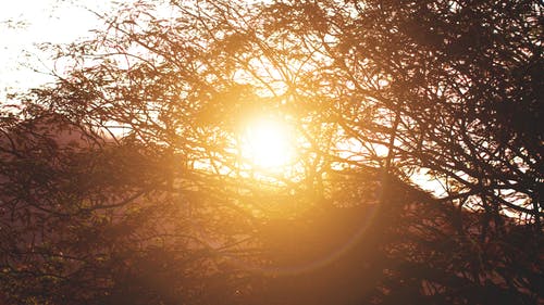 表達(dá)植樹(shù)節(jié)快樂(lè)的祝福語(yǔ)摘錄49條