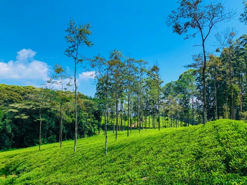 初中文言文蒲松齡《狼》原文及翻譯