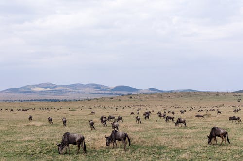 關(guān)于去公園玩的日記范文集錦8篇