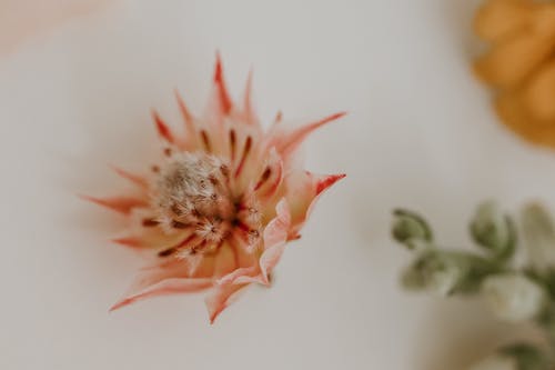 贅婿當(dāng)?shù)懒职踩A小說(shuō)梁夢(mèng)軒成成成神作品閱讀