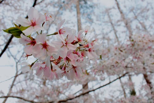 神醫(yī)天下小說爽文楚風(fēng)云蘇靈兒無錯(cuò)版閱讀